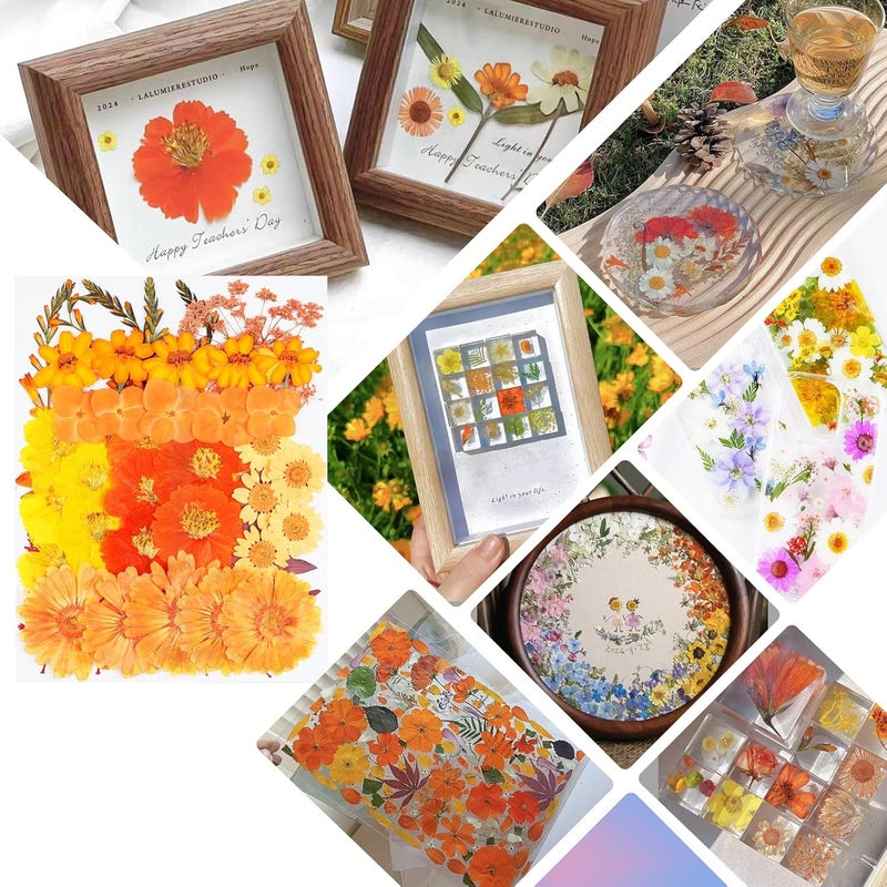 Xinxinran 50Pcs Large Fall Dried Pressed Flowers for Crafts, Orange Dry Flowers Kit for Resin Molds,Epoxy Resin Accessories,Bookmark,Jewelry Molds,Candle Making Supplies,Soap,Frame - Image 5